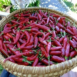 Fundraising Page: Victor Manfredi